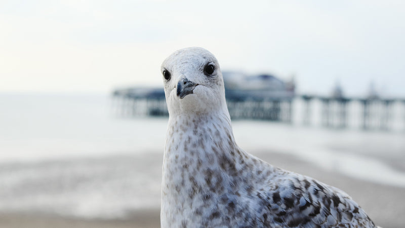 Celebrating beautiful Blackpool