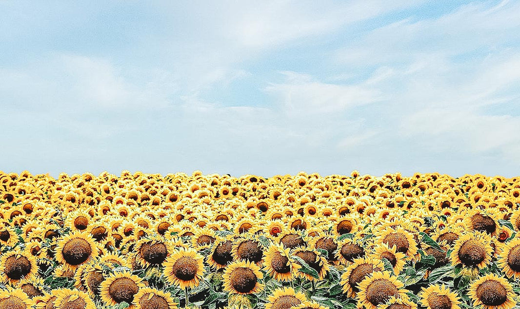 Enjoying Summer, lost in the sunshine